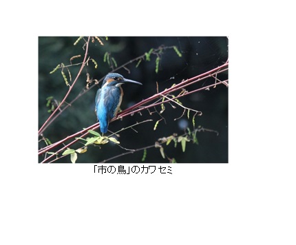 「市の鳥」であるカワセミ