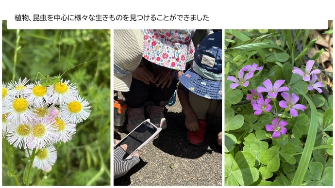 植物、昆虫を中心に様々な生きものを見つけることができました