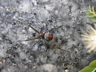 セアカゴケグモの写真