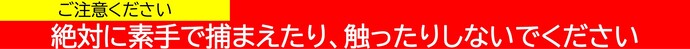絶対に素手で捕まえたり、触ったりしないでください