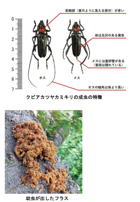 クビアカツヤカミキリ